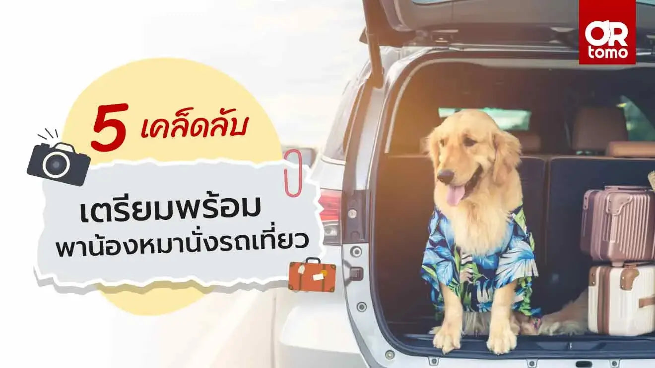 tips-take-your-dog-long-journey