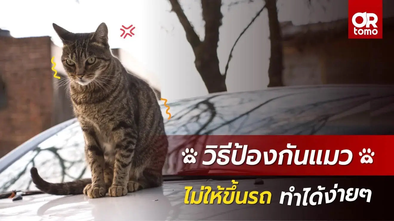 How-to-protect-cats